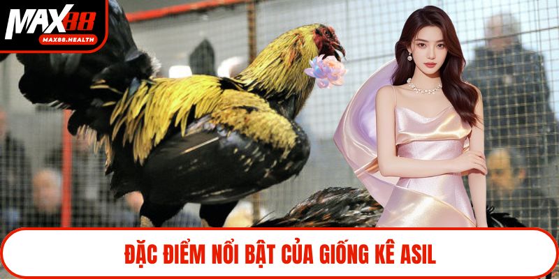 Đặc điểm nổi bật của giống kê Asil