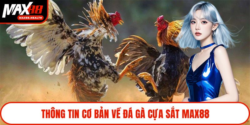 Thông tin cơ bản về đá gà cựa sắt Max88